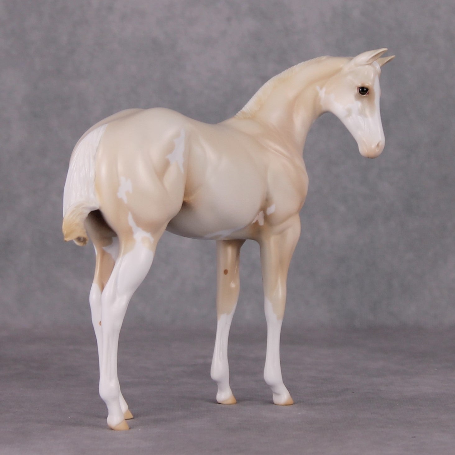 Oliver Twist LE-30 Cream Champagne Sabino Custom Weanling Painted By Ashley Palmer CL24