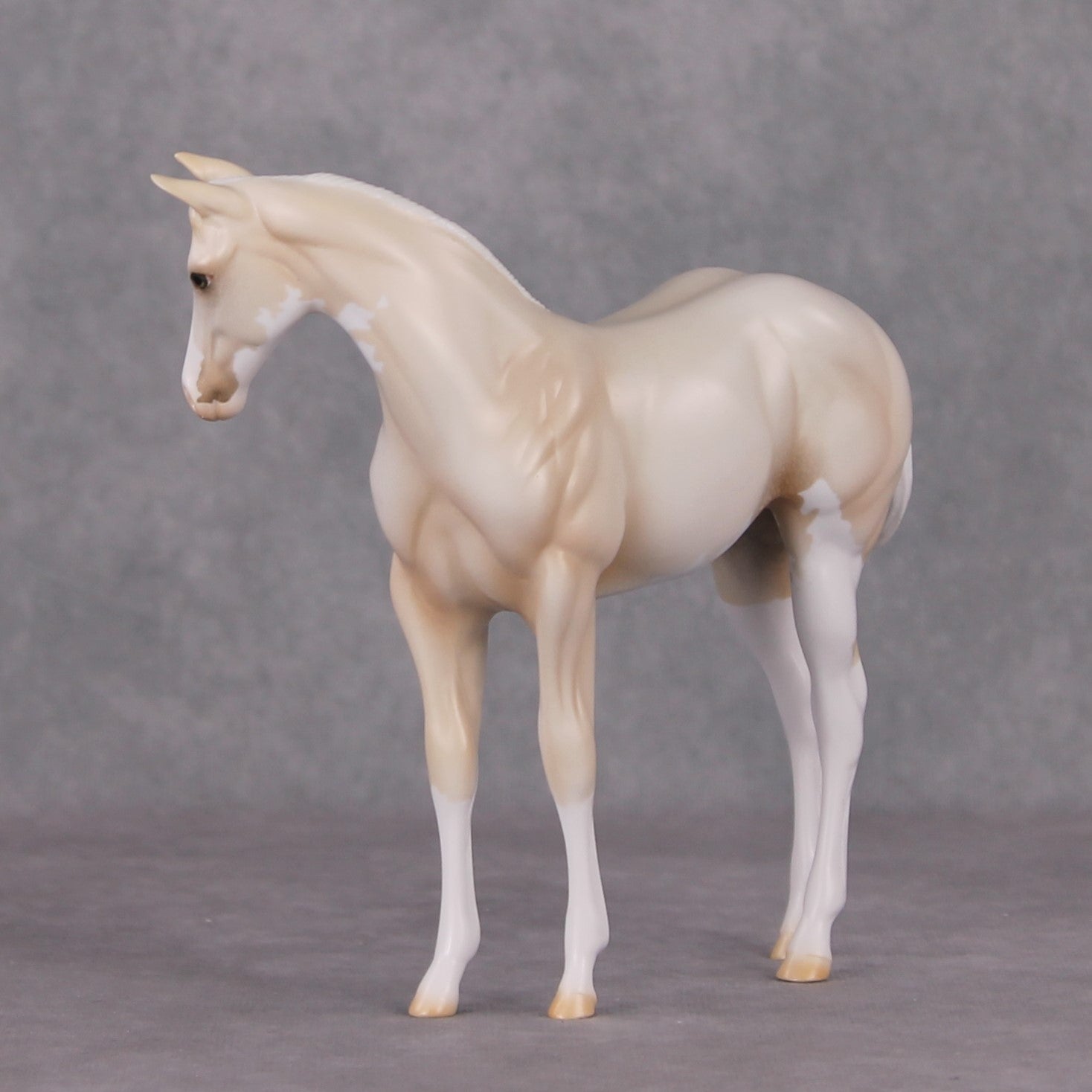 Oliver Twist LE-30 Cream Champagne Sabino Custom Weanling Painted By Ashley Palmer CL24