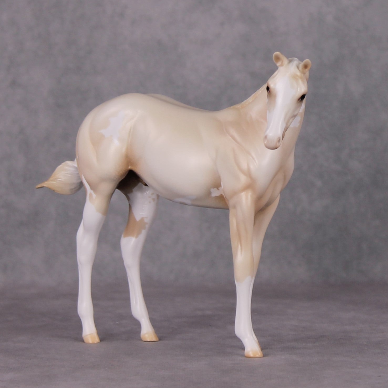 Oliver Twist LE-30 Cream Champagne Sabino Custom Weanling Painted By Ashley Palmer CL24