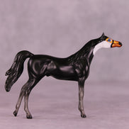 Atitlán LE-3 Chip Arabian by Jess Hamill MS25