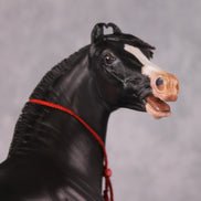 Eshan OOAK Dappled Black Extreme Custom Marwari Arabian By Kylee Parks Model Horse Place 12/3/24