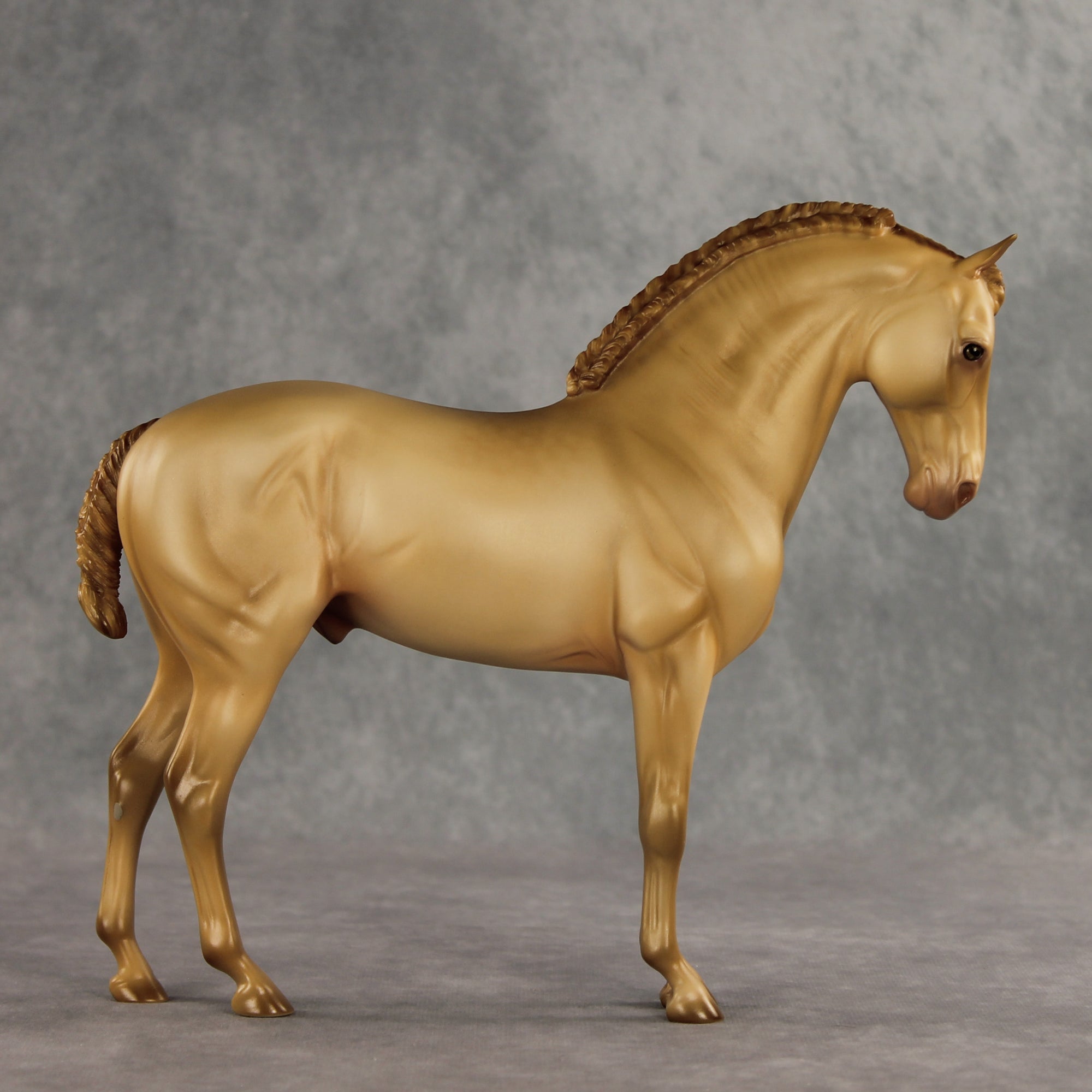 Corazon Dorado LE-15 FCM Andalusian by Ashley Palmer VV26