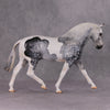 Jimmerson OOAK Dapple Grey Tobiano Extreme Custom Irish Draft to a Cob By Kylee Parks Best Offers 12/10/24