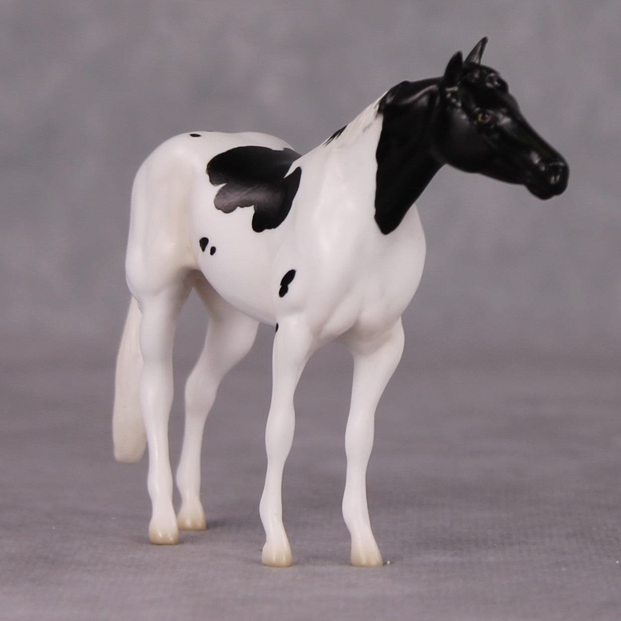 Curly LE-3 Black Tobiano Stock Chip By Jess Hamill Call of the Wild CL24 - Newfoundland