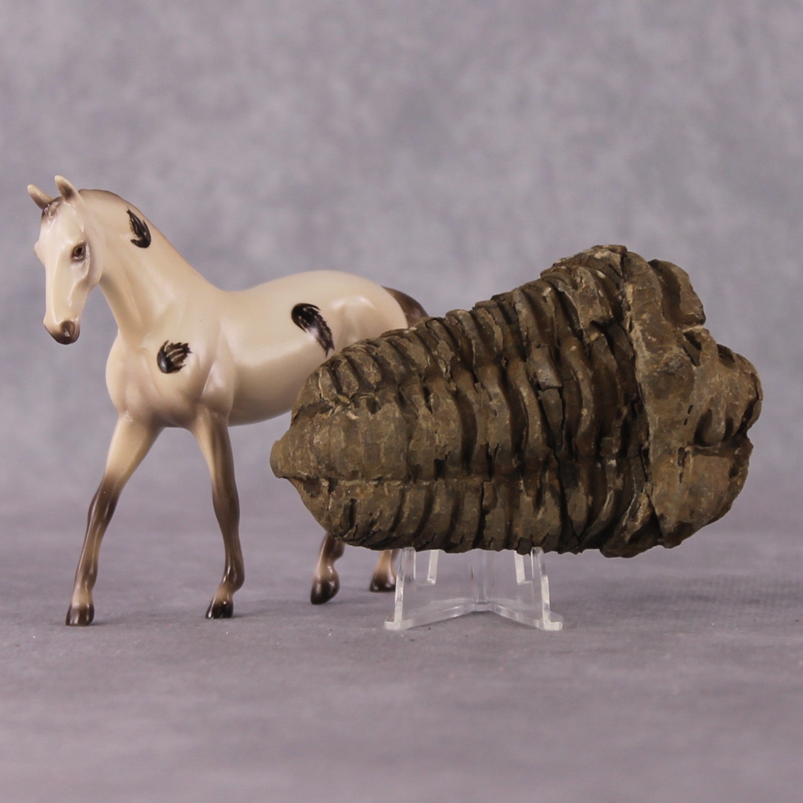 “National Take A Walk in a Park Day” Rock Chips: OOAK Warmblood Chip based on Trilobite Fossil II by Ellen Robbins