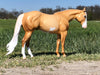 Rein &amp; Sunshine LE 5 Extreme Custom Remington ISH Combined Model By Ellen Robbins - SHCF24