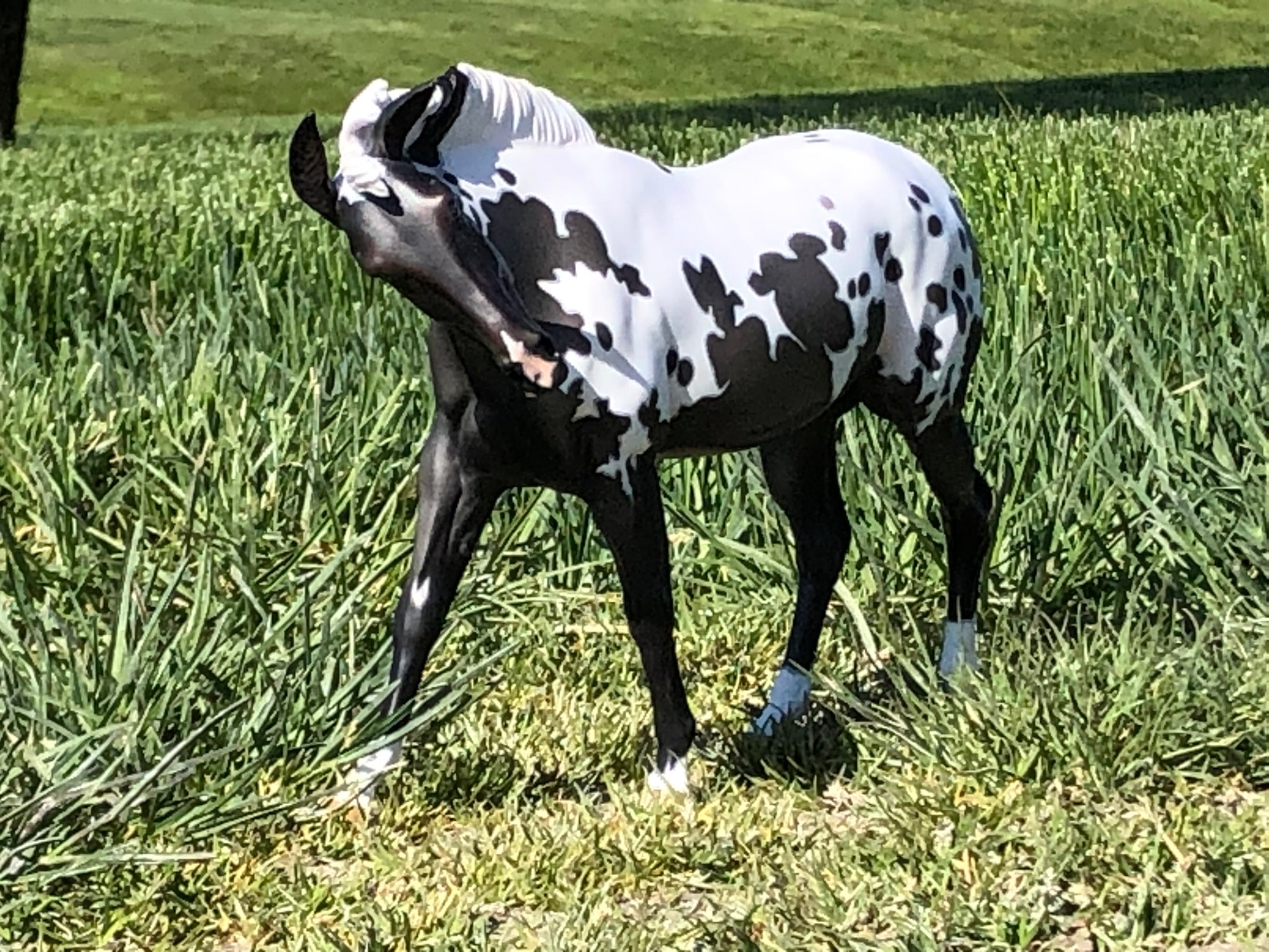 Sprinkles LE 5 Extreme Custom Pintaloosa Mule By Ashley Palmer - SHCF24