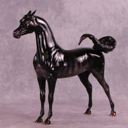 Sargas LE-10 EFCM Arabian Stallion by Ashley Palmer ZS25