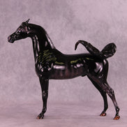 Sargas LE-10 EFCM Arabian Stallion by Ashley Palmer ZS25