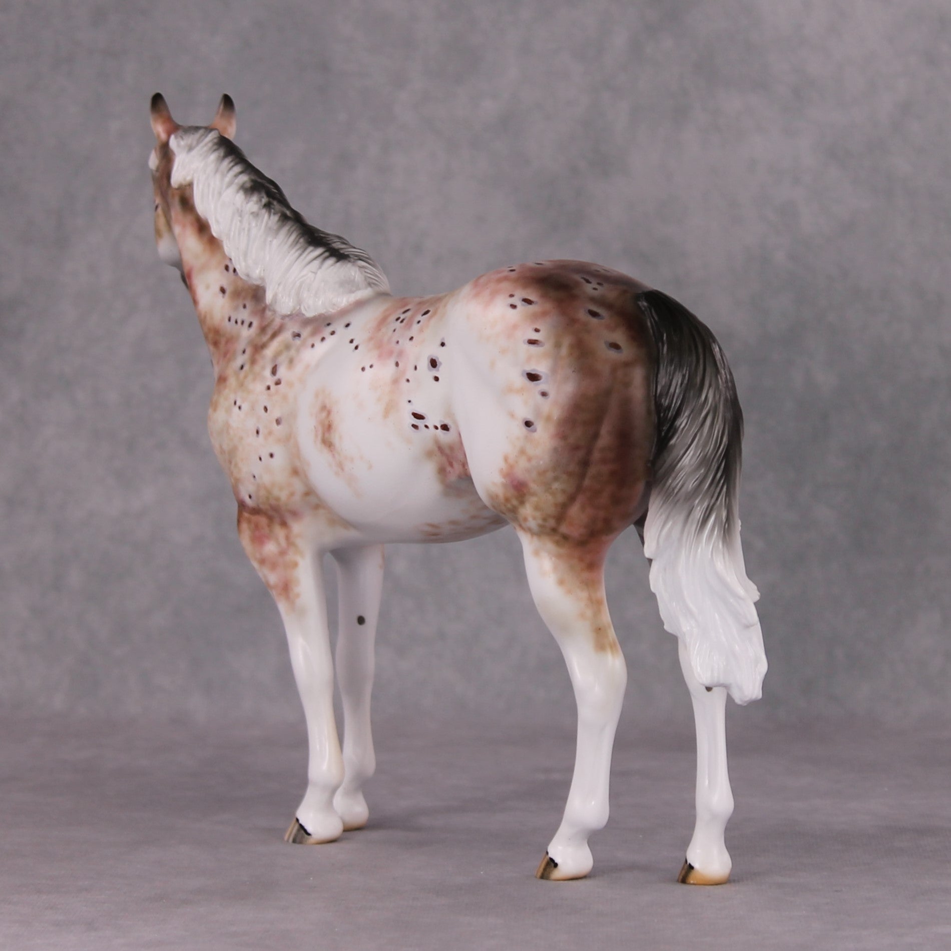 Peppercorn OOAK Bay Roan Leopard Appaloosa ISH By Dawn Quick HS24 Online Drawing OOAK