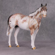 Peppercorn OOAK Bay Roan Leopard Appaloosa ISH By Dawn Quick HS24 Online Drawing OOAK