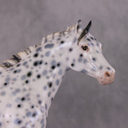 Cookiez 4 Santa OOAK Pearl Black Leopard Appaloosa W/ Blue Interference ISH By Ellen Robbins HS24 MHP Auction Piece