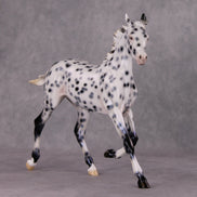 Black Ice OOAK Black Leopard Appaloosa Yearling By Ellen Robbins HS24