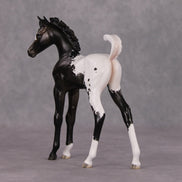 Snowproof OOAK Blanket Appaloosa Arabian Foal By Jess Hamill HS24 MHP Auction Piece