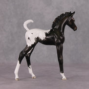 Snowproof OOAK Blanket Appaloosa Arabian Foal By Jess Hamill HS24 MHP Auction Piece