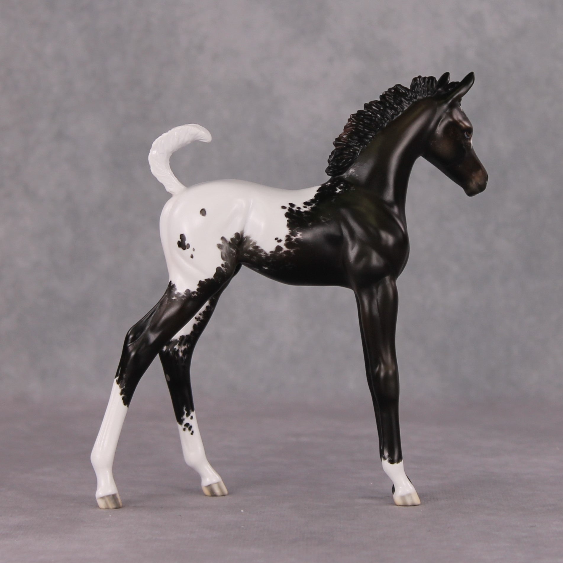 Snowproof OOAK Blanket Appaloosa Arabian Foal By Jess Hamill HS24 MHP Auction Piece