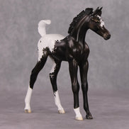 Snowproof OOAK Blanket Appaloosa Arabian Foal By Jess Hamill HS24 MHP Auction Piece