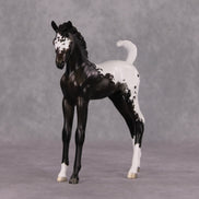 Snowproof OOAK Blanket Appaloosa Arabian Foal By Jess Hamill HS24 MHP Auction Piece