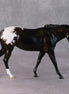 Fudge Sundae OOAK Dark Bay Appaloosa Pebble Mule  By Angela Marleau HS24