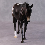 Fudge Sundae OOAK Dark Bay Appaloosa Pebble Mule  By Angela Marleau HS24