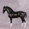 “Petruchio” LE-15  FCM Andalusian By Ellen Robbins CL25