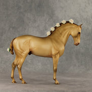 Corazon Dorado LE-15 FCM Andalusian by Ashley Palmer VV26