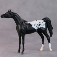 Bonnie OOAK Black Appaloosa Arabian Chip By Jamie Adamson HS24
