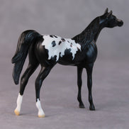 Bonnie OOAK Black Appaloosa Arabian Chip By Jamie Adamson HS24