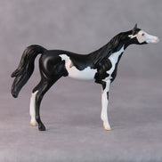 Dale OOAK Black Pinto Arabian Chip by Jamie Adamson HS24