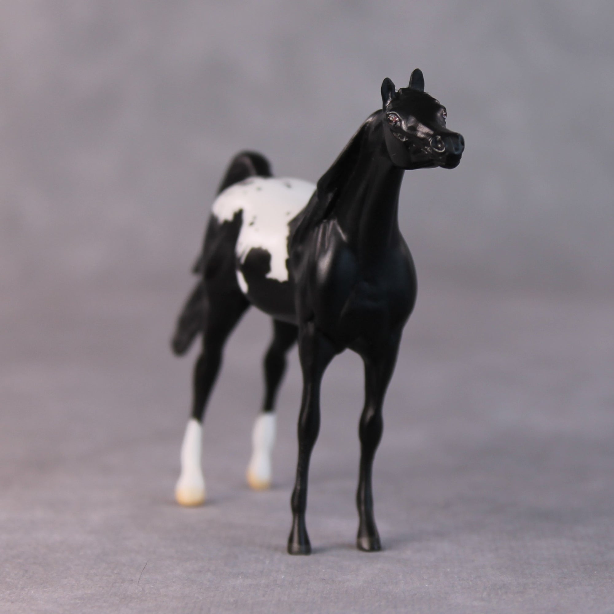 Chip OOAK Black Appaloosa Arabian Chip by Jamie Adamson HS24