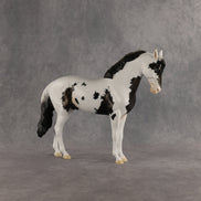 Jameson OOAK FCM Andalusian by Dawn Quick SHCF26