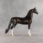 Khornelius LE-10 FCM Arabian Stallion by Anna Rieck SHCF26