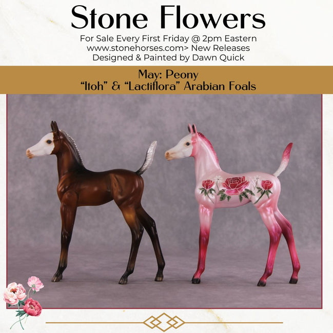 "Lactiflora" & "Itoh" Arab Foal By Dawn Quick May Flower Series FS25