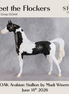 Meet The Flockers OOAK Arabian Stallion by Madi Wiseman DDOOAKs26