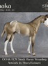 Shaka OOAK FCM Stock Horse Weanling by Sheryl Leisure Best Offer 8.26.2026