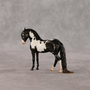 My Son EFCM LE-10 Chip Andalusian by Melanie Miller TO26