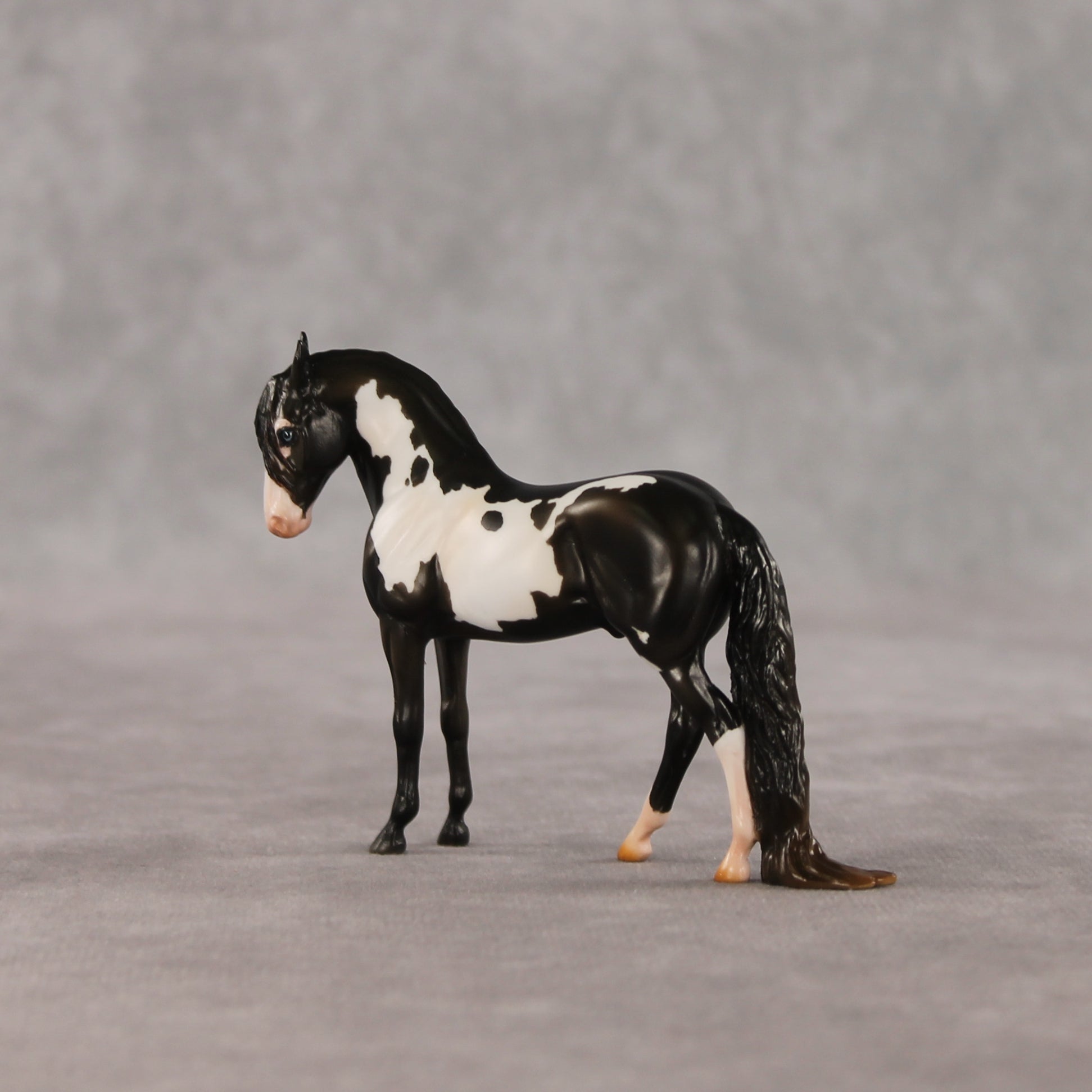 My Son EFCM LE-10 Chip Andalusian by Melanie Miller TO26