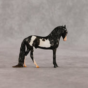 My Son EFCM LE-10 Chip Andalusian by Melanie Miller TO26