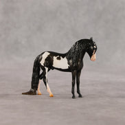 My Son EFCM LE-10 Chip Andalusian by Melanie Miller TO26