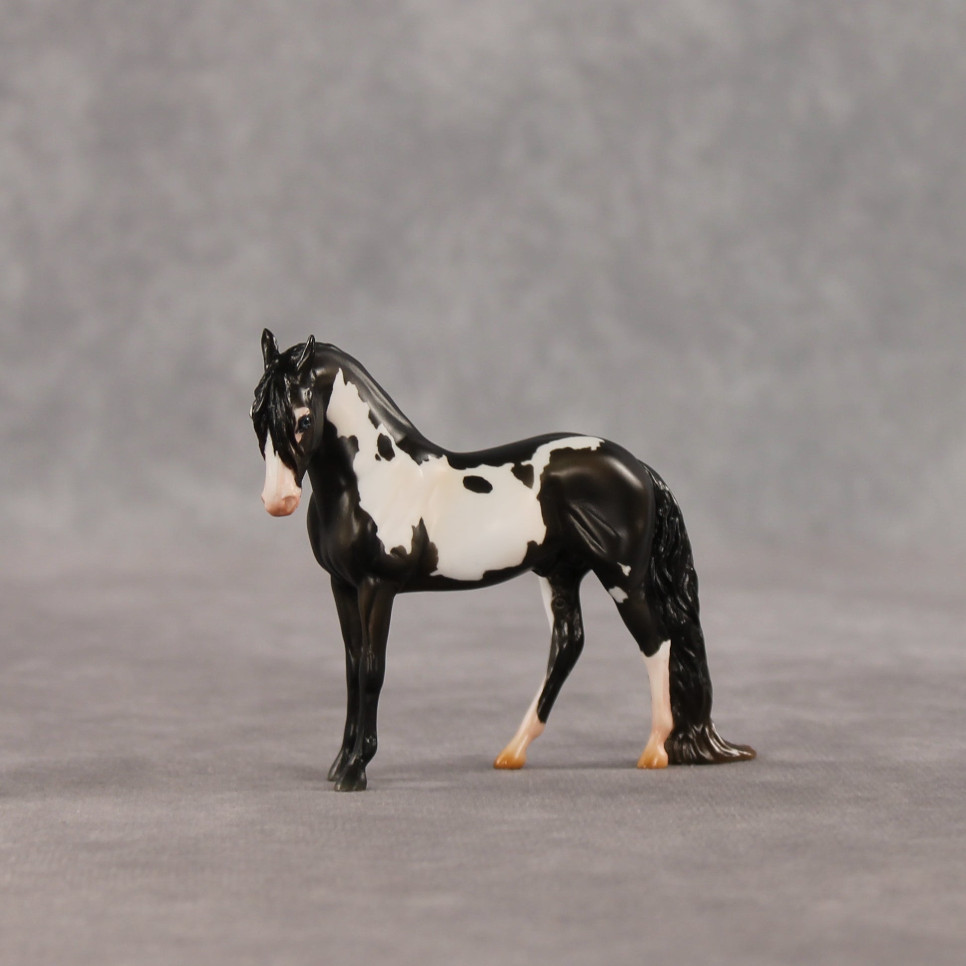 My Son EFCM LE-10 Chip Andalusian by Melanie Miller TO26