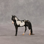 My Son EFCM LE-10 Chip Andalusian by Melanie Miller TO26