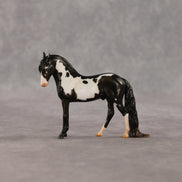 My Son EFCM LE-10 Chip Andalusian by Melanie Miller TO26