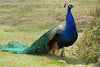 Peafowl OOAK Deco Peacock Inspired Zebra Striped Pebble Saddlebred By Jess Hamill - May End of Month Sale SS524