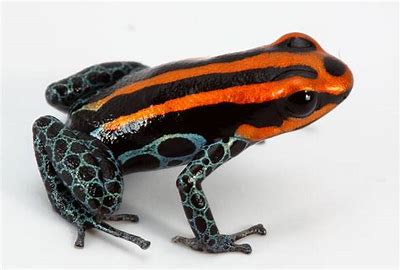 Mimeograph OOAK Deco Poison Dart Frog Warmblood Chip By Jess Hamill EQ24
