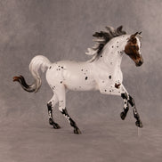 Pas de Cheval LE-6 FCM Harmony by Ashley Palmer EQ26