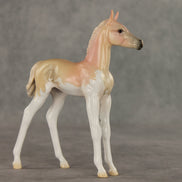 Peach Sorbet OOAK FCM Arabian Foal by Jess Hamill VV26