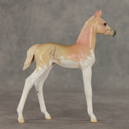 Peach Sorbet OOAK FCM Arabian Foal by Jess Hamill VV26