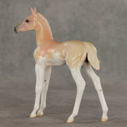Peach Sorbet OOAK FCM Arabian Foal by Jess Hamill VV26