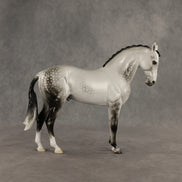 Reality Check Judges' Model LE-19 FCM Andalusian by Ellen Robbins SHCF26