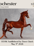 Rochester OOAK Saddlebred by Dawn Quick DDOOAKs26